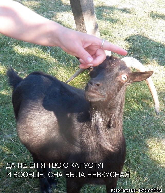 - ДА НЕ ЕЛ Я ТВОЮ КАПУСТУ! И ВООБЩЕ, ОНА БЫЛА НЕВКУСНАЯ....... Котоматрица: - ДА НЕ ЕЛ Я ТВОЮ КАПУСТУ! И ВООБЩЕ, ОНА БЫЛА НЕВКУСНАЯ....