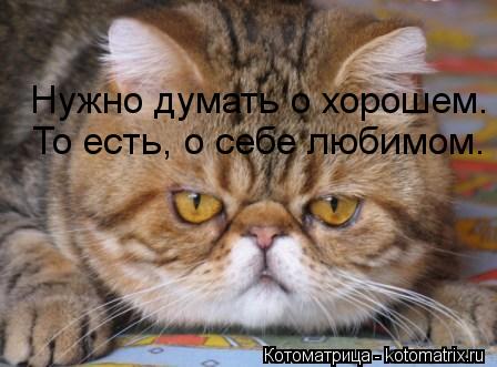 Нужно думать о хорошем. То есть, о себе любимом.... Котоматрица: Нужно думать о хорошем. То есть, о себе любимом.