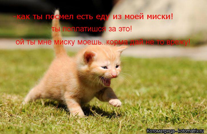 -как ты посмел есть еду из моей миски! ты поплатишся за это! ой ты мне миску моешь..корма дай не то... Котоматрица: -как ты посмел есть еду из моей миски! ты поплатишся за это! ой ты мне миску моешь..корма дай не то врежу!