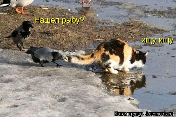 Нашел рыбу? ищу ищу... Котоматрица: Нашел рыбу? ищу ищу