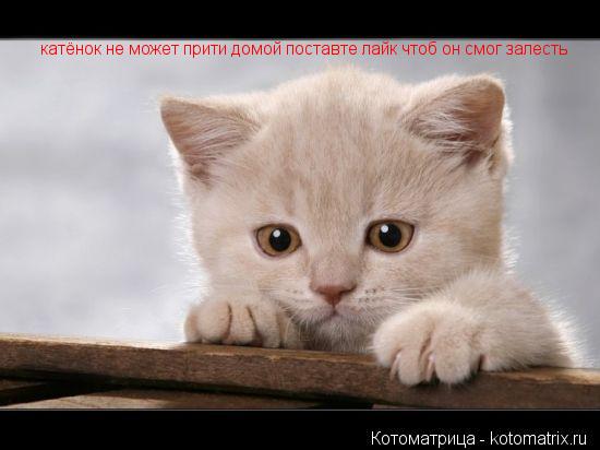 катёнок не может прити домой поставте лайк чтоб он смог залесть... Котоматрица: катёнок не может прити домой поставте лайк чтоб он смог залесть