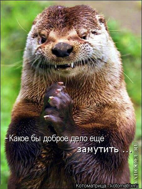 Какое бы доброе дело еще замутить ... -... Котоматрица: Какое бы доброе дело еще замутить ... -