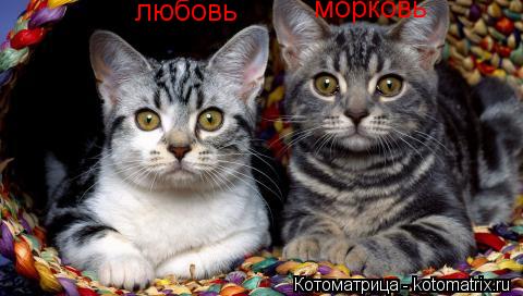 любовь морковь... Котоматрица: любовь морковь