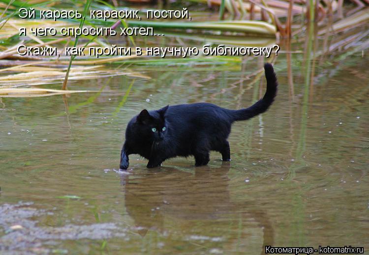 Эй карась, карасик, постой, я чего спросить хотел... Скажи, как пройти в научную библиотеку?... Котоматрица: Эй карась, карасик, постой, я чего спросить хотел... Скажи, как пройти в научную библиотеку?