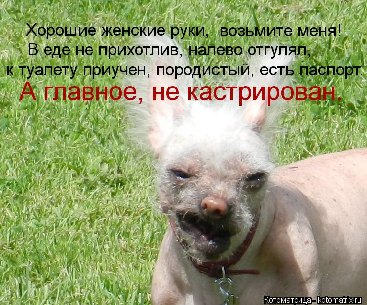 Хорошие женские руки, возьмите меня! В еде не прихотлив, налево отгулял, к туалету приучен, породисты... Котоматрица: Хорошие женские руки, возьмите меня! В еде не прихотлив, налево отгулял, к туалету приучен, породистый, есть паспорт. А главное, не кастриров