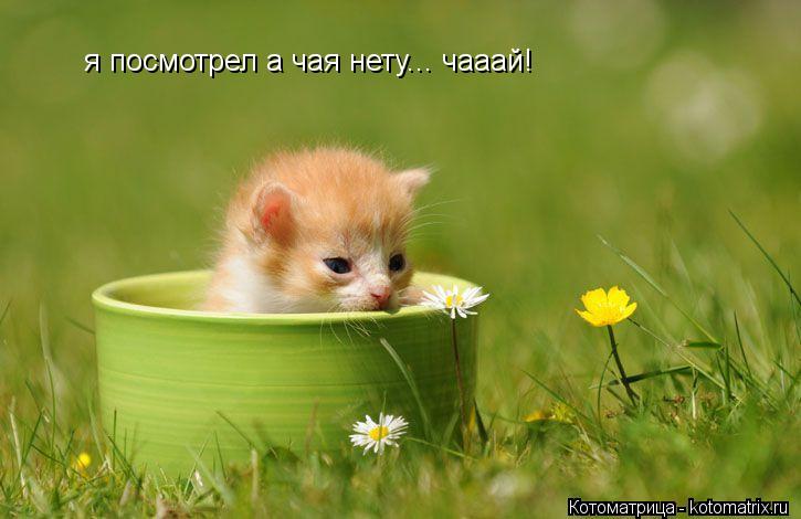 я посмотрел а чая нету... чааай!... Котоматрица: я посмотрел а чая нету... чааай!