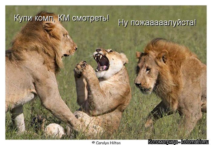 Ну пожааааалуйста! Купи комп, КМ смотреть!... Котоматрица: Ну пожааааалуйста! Купи комп, КМ смотреть!