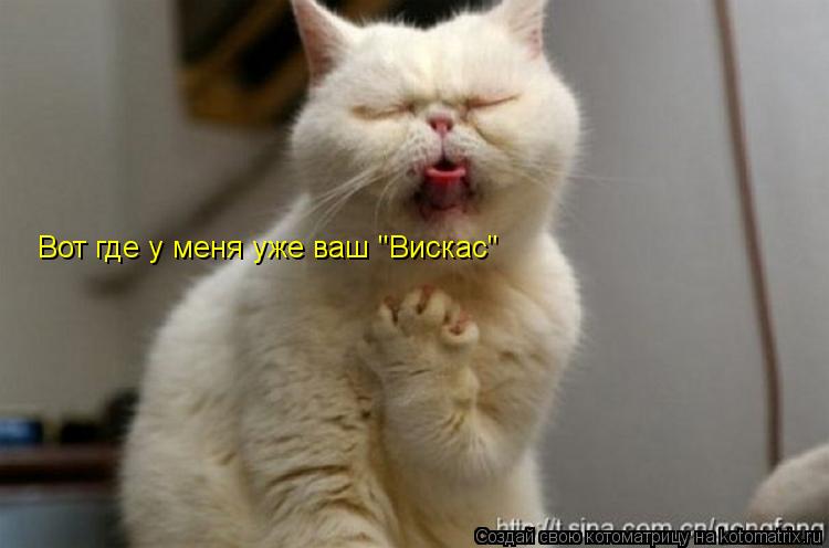 Вот где у меня уже ваш "Вискас"... Котоматрица: Вот где у меня уже ваш "Вискас"