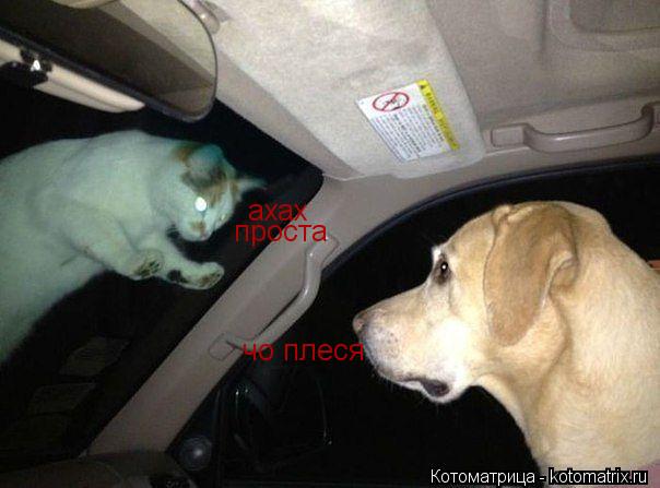 чо плеся проста ахах... Котоматрица: чо плеся проста ахах