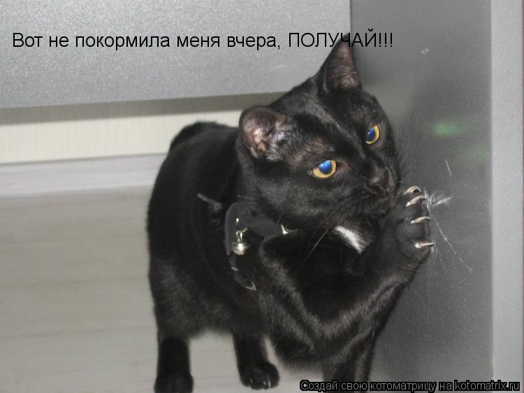 Вот не покормила меня вчера, ПОЛУЧАЙ!!!... Котоматрица: Вот не покормила меня вчера, ПОЛУЧАЙ!!!