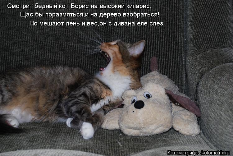 Смотрит бедный кот Борис на высокий кипарис. Щас бы поразмяться,и на дерево взобраться! Но мешают лен... Котоматрица: Смотрит бедный кот Борис на высокий кипарис. Щас бы поразмяться,и на дерево взобраться! Но мешают лень и вес,он с дивана еле слез