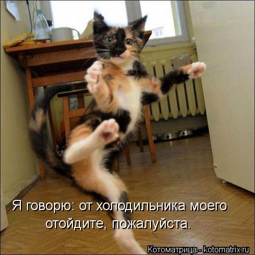Я говорю: от холодильника моего отойдите, пожалуйста.... Котоматрица: Я говорю: от холодильника моего отойдите, пожалуйста.