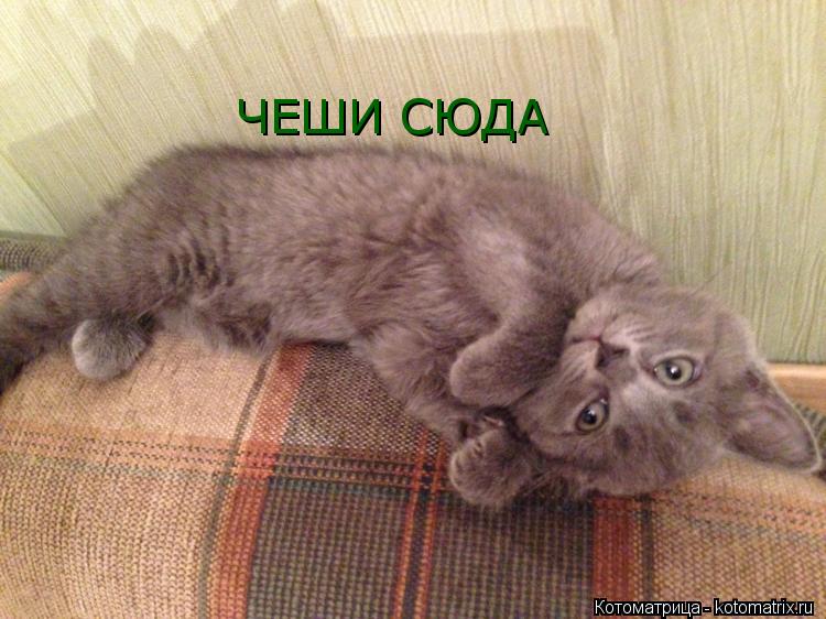 ЧЕШИ СЮДА... Котоматрица: ЧЕШИ СЮДА
