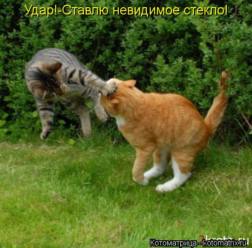 Удар!-Ставлю невидимое стекло!... Котоматрица: Удар!-Ставлю невидимое стекло!