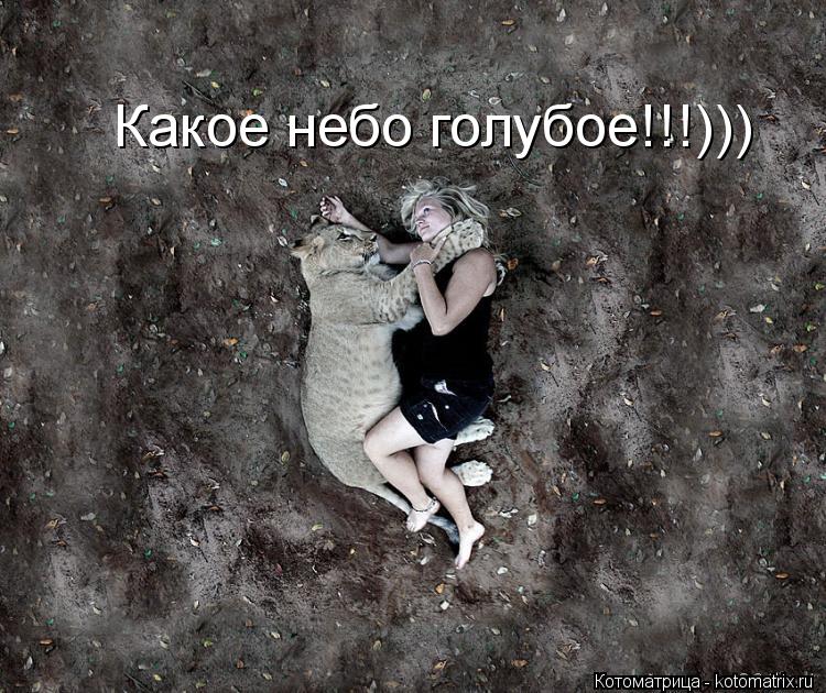 Какое небо голубое!!!)))... Котоматрица: Какое небо голубое!!!)))