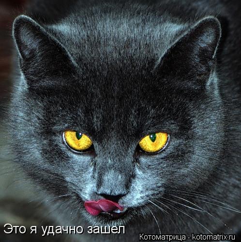 Это я удачно зашел... Котоматрица: Это я удачно зашел