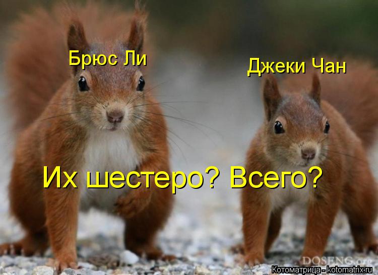 Брюс Ли Джеки Чан Их шестеро? Всего?... Котоматрица: Брюс Ли Джеки Чан Их шестеро? Всего?
