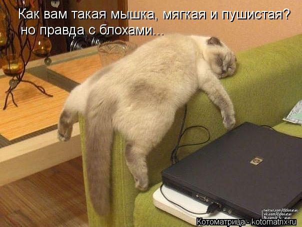 Как вам такая мышка, мягкая и пушистая? но правда с блохами...... Котоматрица: Как вам такая мышка, мягкая и пушистая? но правда с блохами...