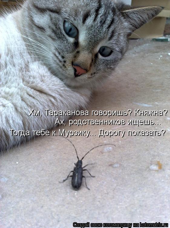 Хм, Тараканова говоришь? Княжна? Ах, родственников ищешь... Тогда тебе к Мурзику... Дорогу показать?... Котоматрица: Хм, Тараканова говоришь? Княжна? Ах, родственников ищешь... Тогда тебе к Мурзику... Дорогу показать?