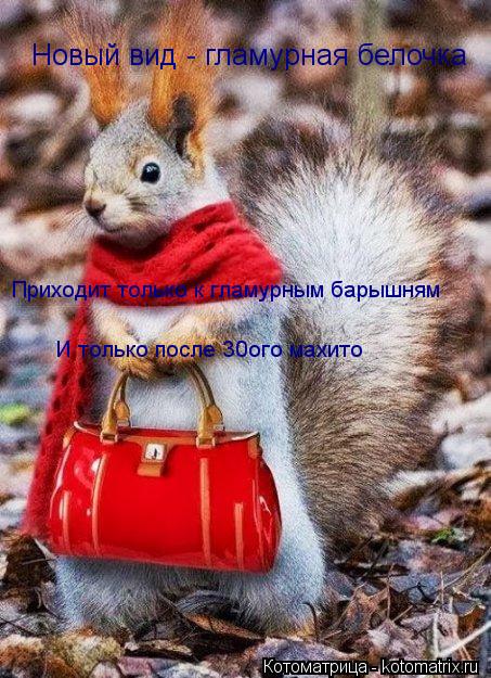 Новый вид - гламурная белочка Приходит только к гламурным барышням И только после 30ого махито... Котоматрица: Новый вид - гламурная белочка Приходит только к гламурным барышням И только после 30ого махито