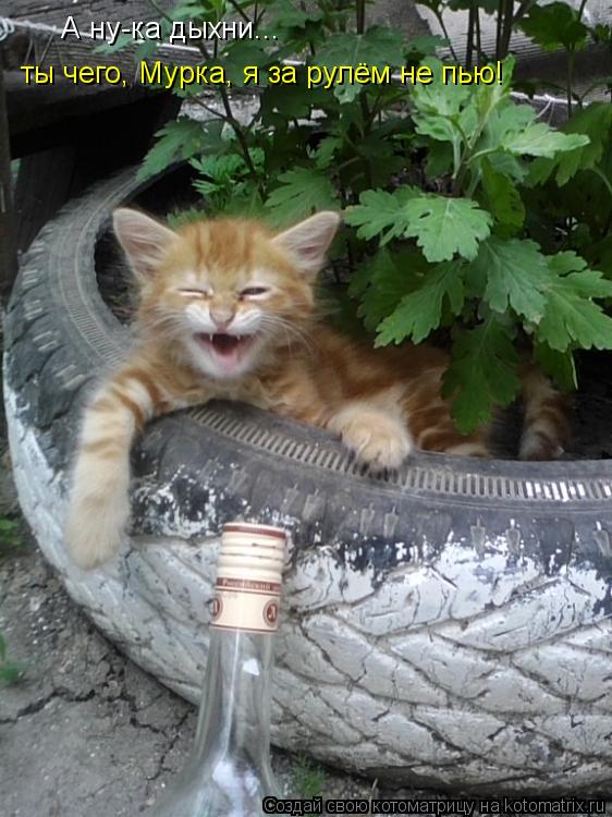 А ну-ка дыхни... ты чего, Мурка, я за рулём не пью!... Котоматрица: А ну-ка дыхни... ты чего, Мурка, я за рулём не пью!