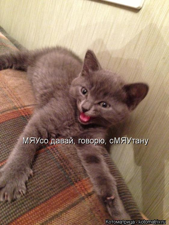 МЯУсо давай, говорю, сМЯУтану... Котоматрица: МЯУсо давай, говорю, сМЯУтану