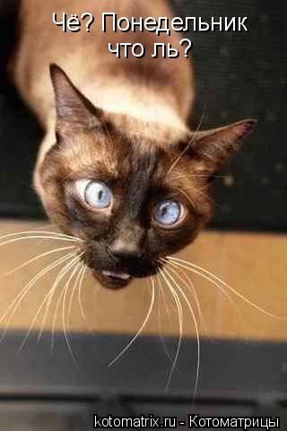 Чё? Понедельник что ль?... Котоматрица: Чё? Понедельник что ль?
