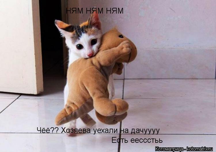 НЯМ НЯМ НЯМ Чёё?? Хозяева уехали на дачуууу Есть еессстьь... Котоматрица: НЯМ НЯМ НЯМ Чёё?? Хозяева уехали на дачуууу Есть еессстьь