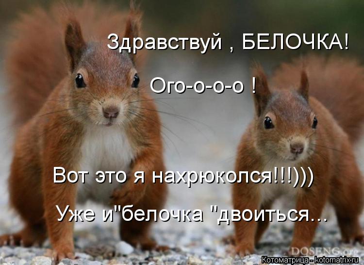 Уже и"белочка "двоиться... Вот это я нахрюколся!!!))) Здравствуй , БЕЛОЧКА! Ого-о-о-о !... Котоматрица: Уже и"белочка "двоиться... Вот это я нахрюколся!!!))) Здравствуй , БЕЛОЧКА! Ого-о-о-о !