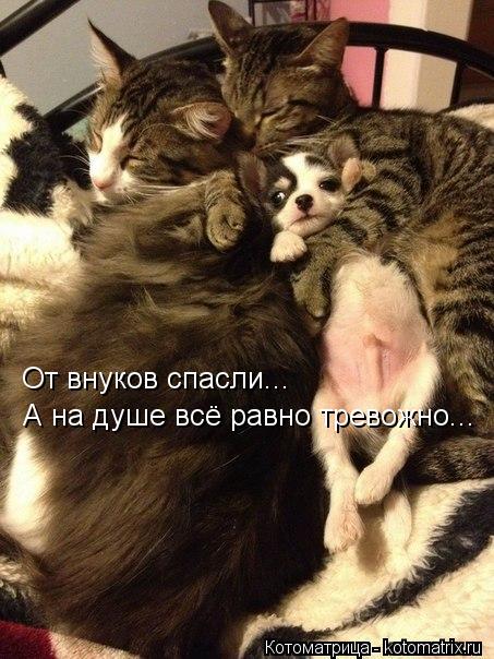 От внуков спасли... А на душе всё равно тревожно...... Котоматрица: От внуков спасли... А на душе всё равно тревожно...