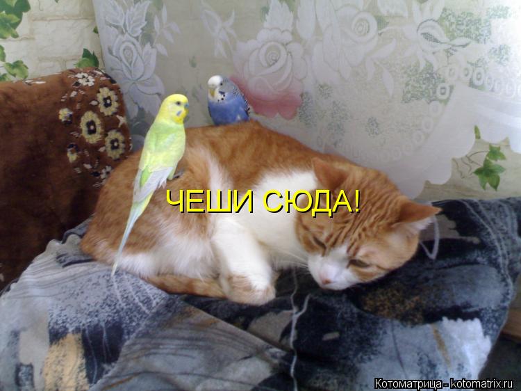 ЧЕШИ СЮДА!... Котоматрица: ЧЕШИ СЮДА!