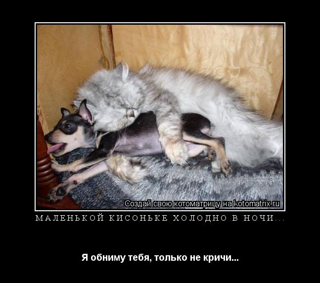 МАЛЕНЬКОЙ КИСОНЬКЕ ХОЛОДНО В НОЧИ... Я обниму тебя, только не кричи...... Котоматрица: МАЛЕНЬКОЙ КИСОНЬКЕ ХОЛОДНО В НОЧИ... Я обниму тебя, только не кричи...
