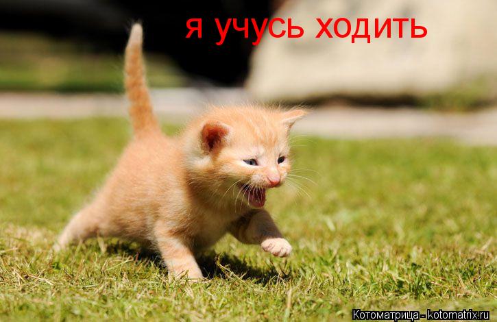 я учусь ходить... Котоматрица: я учусь ходить