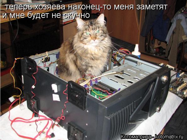 теперь хозяева наконец-то меня заметят и мне будет не скучно... Котоматрица: теперь хозяева наконец-то меня заметят и мне будет не скучно