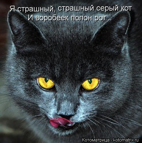 Я страшный, страшный серый кот И воробеек полон рот...... Котоматрица: Я страшный, страшный серый кот И воробеек полон рот...