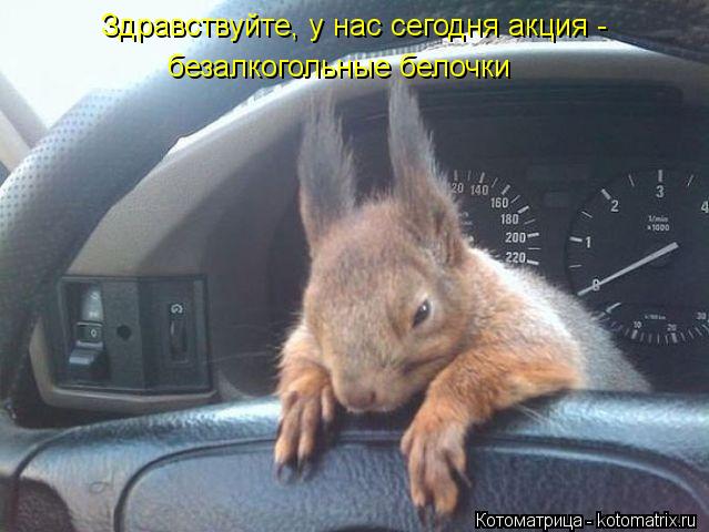 Здравствуйте, у нас сегодня акция - безалкогольные белочки... Котоматрица: Здравствуйте, у нас сегодня акция - безалкогольные белочки