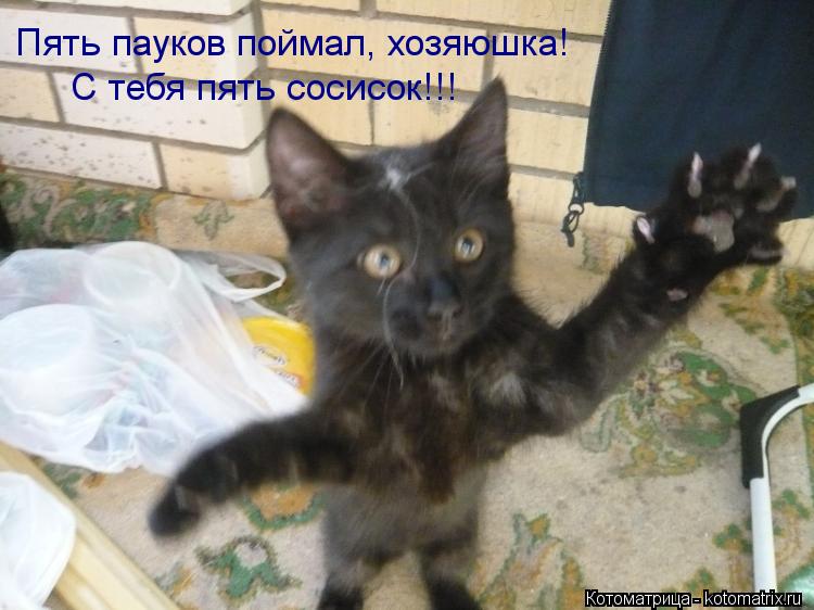 Пять пауков поймал, хозяюшка! С тебя пять сосисок!!!... Котоматрица: Пять пауков поймал, хозяюшка! С тебя пять сосисок!!!