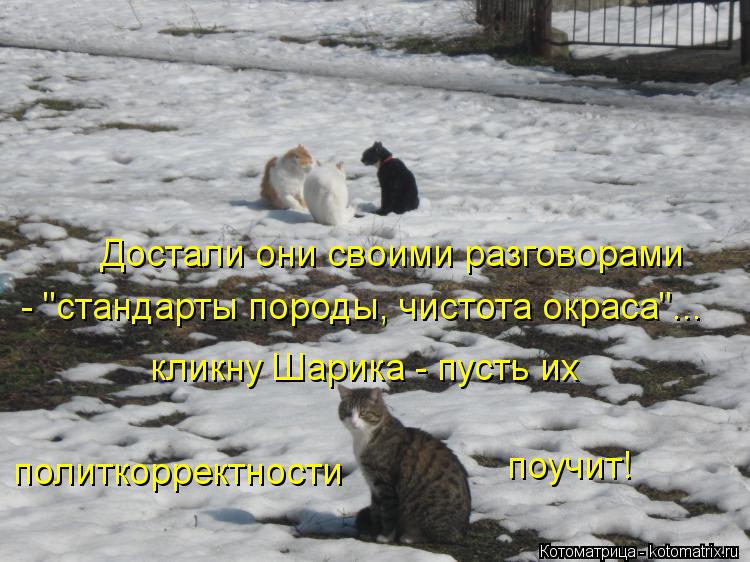 Достали они своими разговорами - "стандарты породы, чистота окраса"... кликну Шарика - пусть их поли... Котоматрица: Достали они своими разговорами - "стандарты породы, чистота окраса"... кликну Шарика - пусть их политкорректности поучит!