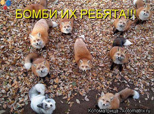 БОМБИ ИХ РЕБЯТА!!!... Котоматрица: БОМБИ ИХ РЕБЯТА!!!