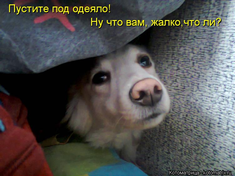 Пустите под одеяло! Ну что вам, жалко,что ли?... Котоматрица: Пустите под одеяло! Ну что вам, жалко,что ли?