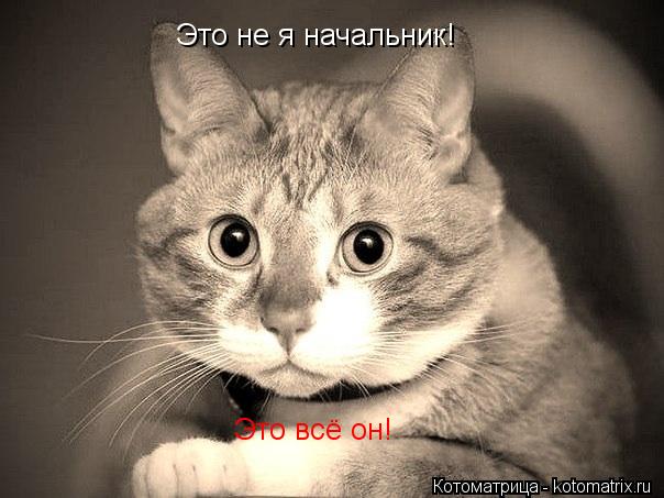 Это не я начальник! Это всё он!... Котоматрица: Это не я начальник! Это всё он!