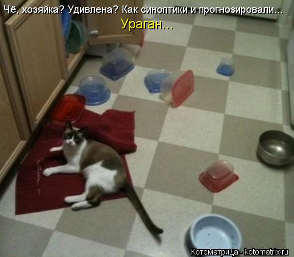 Чё, хозяйка? Удивлена? Как синоптики и прогнозировали... Ураган...... Котоматрица: Чё, хозяйка? Удивлена? Как синоптики и прогнозировали... Ураган...