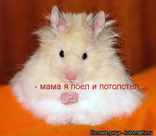 - мама я поел и потолстел - мама я поел и потолстел... Котоматрица: - мама я поел и потолстел - мама я поел и потолстел