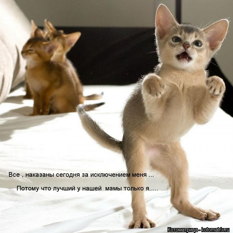 Все , наказаны сегодня за исключением меня ... Потому что лучший у нашей мамы только я........ Котоматрица: Все , наказаны сегодня за исключением меня ... Потому что лучший у нашей мамы только я.....