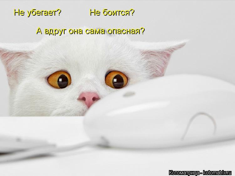 Не убегает? Не боится? А вдруг она сама опасная?... Котоматрица: Не убегает? Не боится? А вдруг она сама опасная?