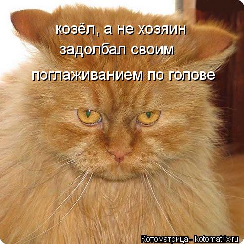 козёл, а не хозяин задолбал своим поглаживанием по голове... Котоматрица: козёл, а не хозяин задолбал своим поглаживанием по голове