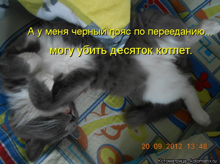 А у меня черный пояс по перееданию... могу убить десяток котлет.... Котоматрица: А у меня черный пояс по перееданию... могу убить десяток котлет.