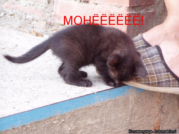 МОНЁЁЁЁЁЁ!... Котоматрица: МОНЁЁЁЁЁЁ!