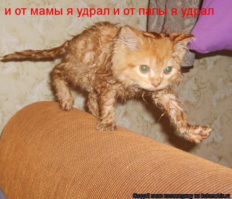 и от мамы я удрал и от папы я удрал... Котоматрица: и от мамы я удрал и от папы я удрал