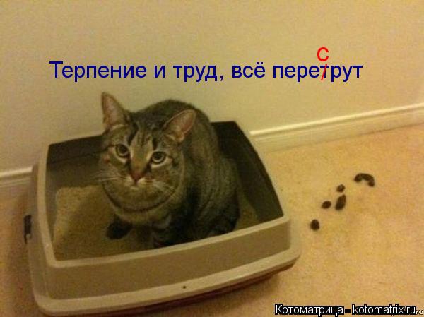 Терпение и труд, всё перетрут / с... Котоматрица: Терпение и труд, всё перетрут / с